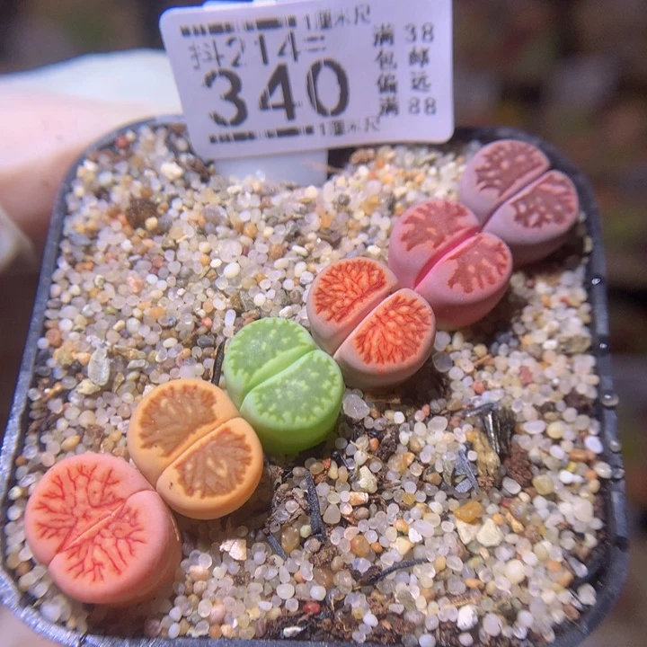 精品生石花214.340