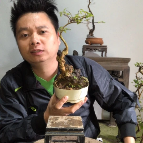 无花朵盆景盆栽植物（不包成活率）