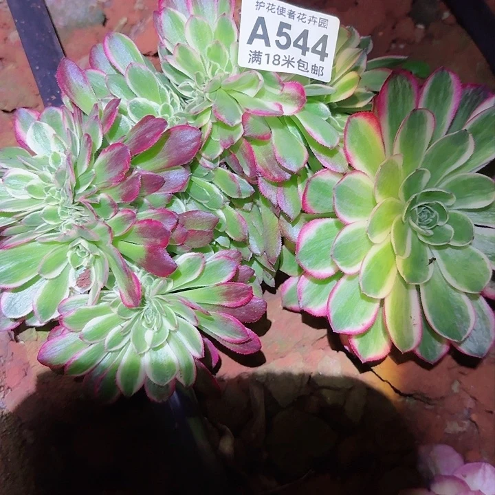 多肉法师海王缀化