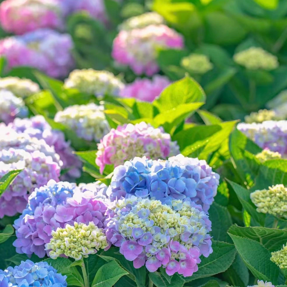 【草本一物一拍改价链接】草本绣球花可变色阳台庭院地栽