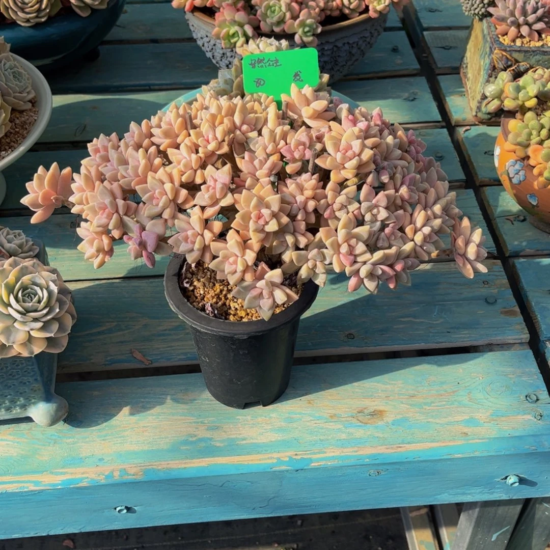 一物一拍多肉植物