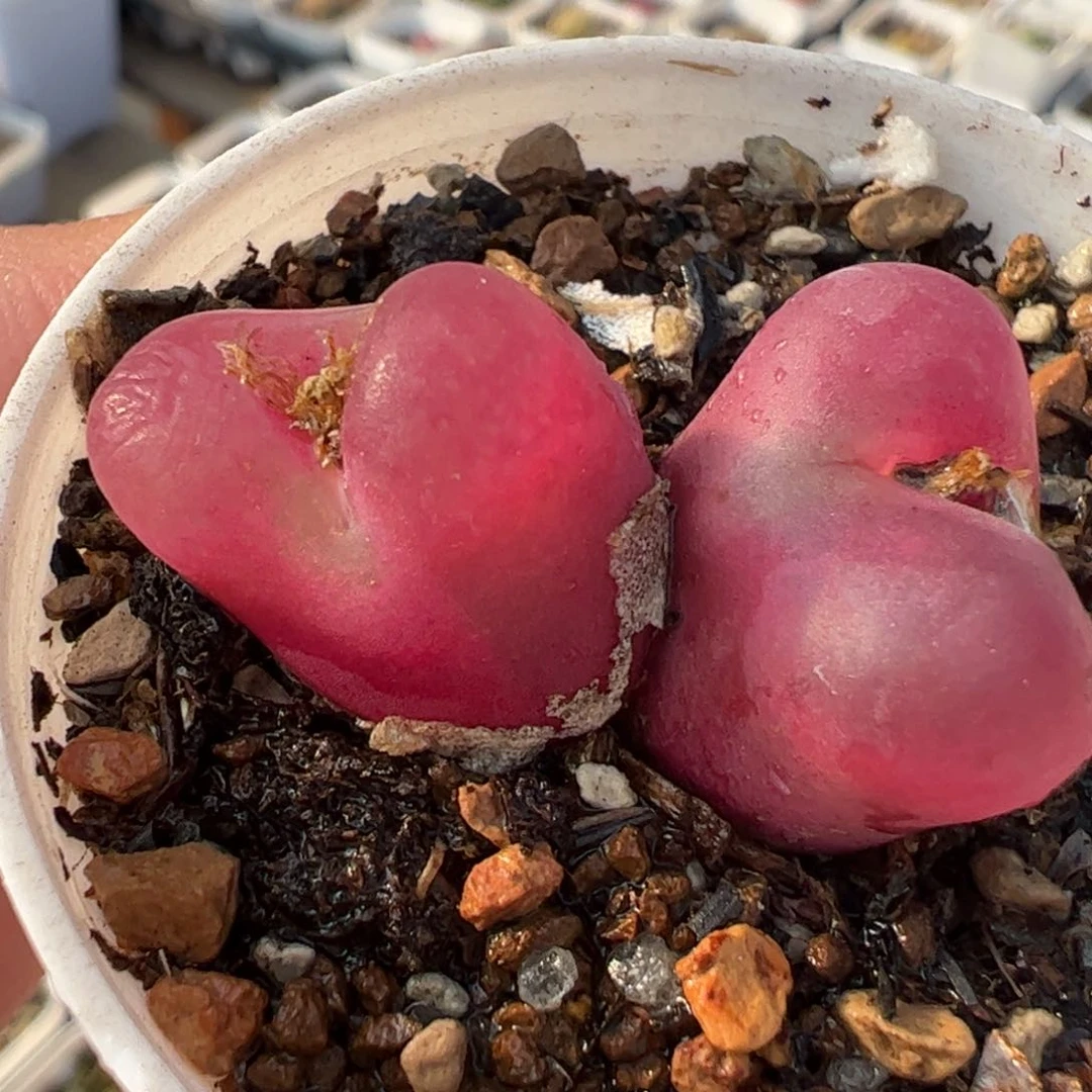 046多肉植物组合