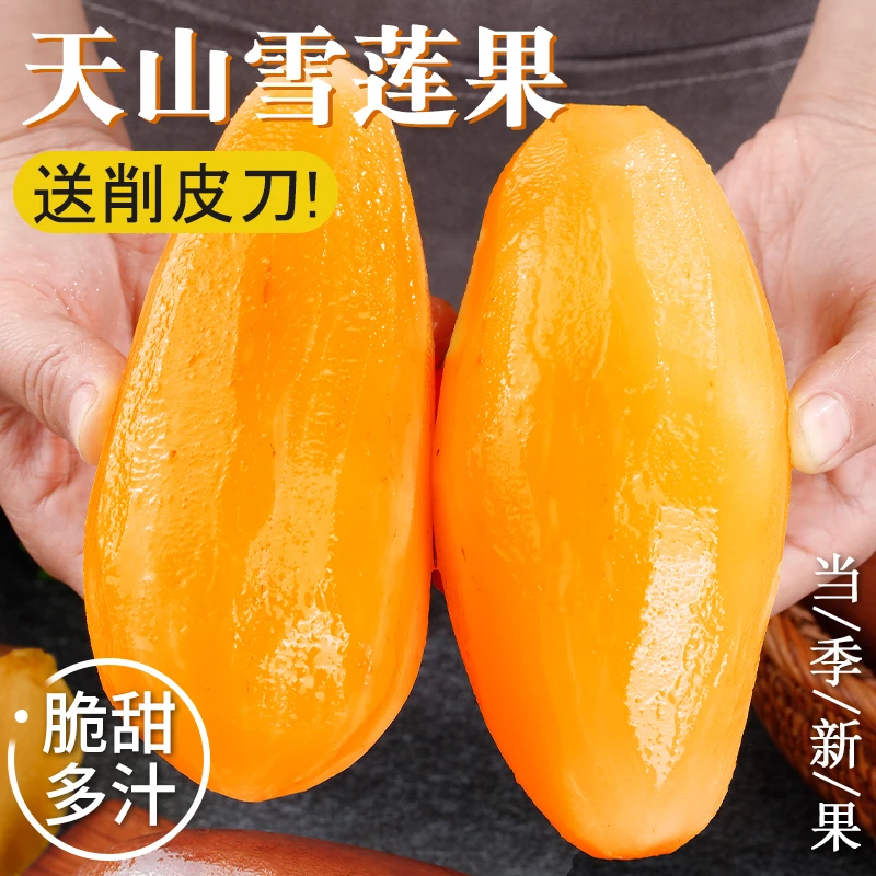 云南天山雪莲果新鲜水果蔬菜脆甜大果当季应季整箱产地直发