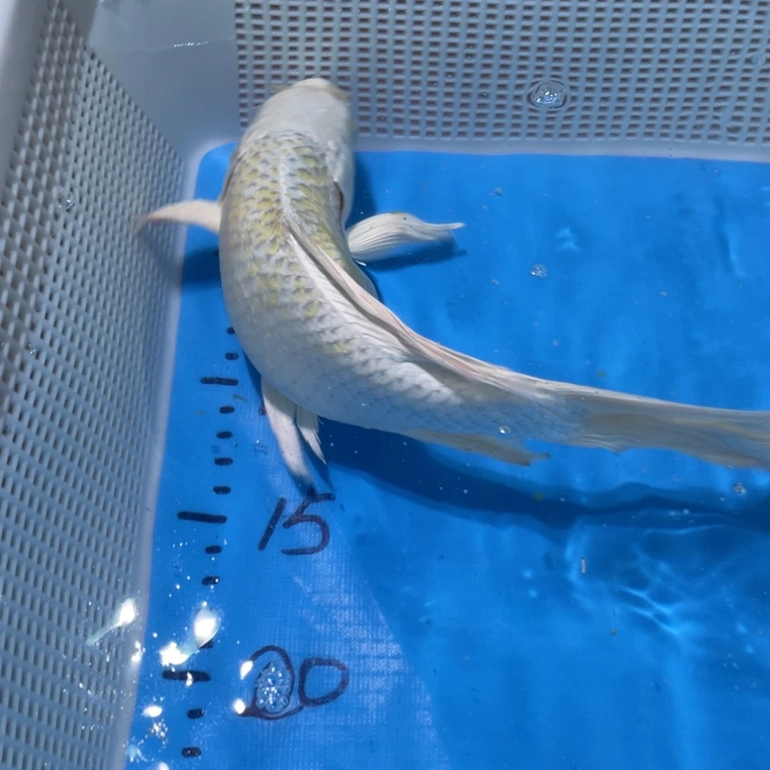 锦鲤蝴蝶锦鲤包邮包邮