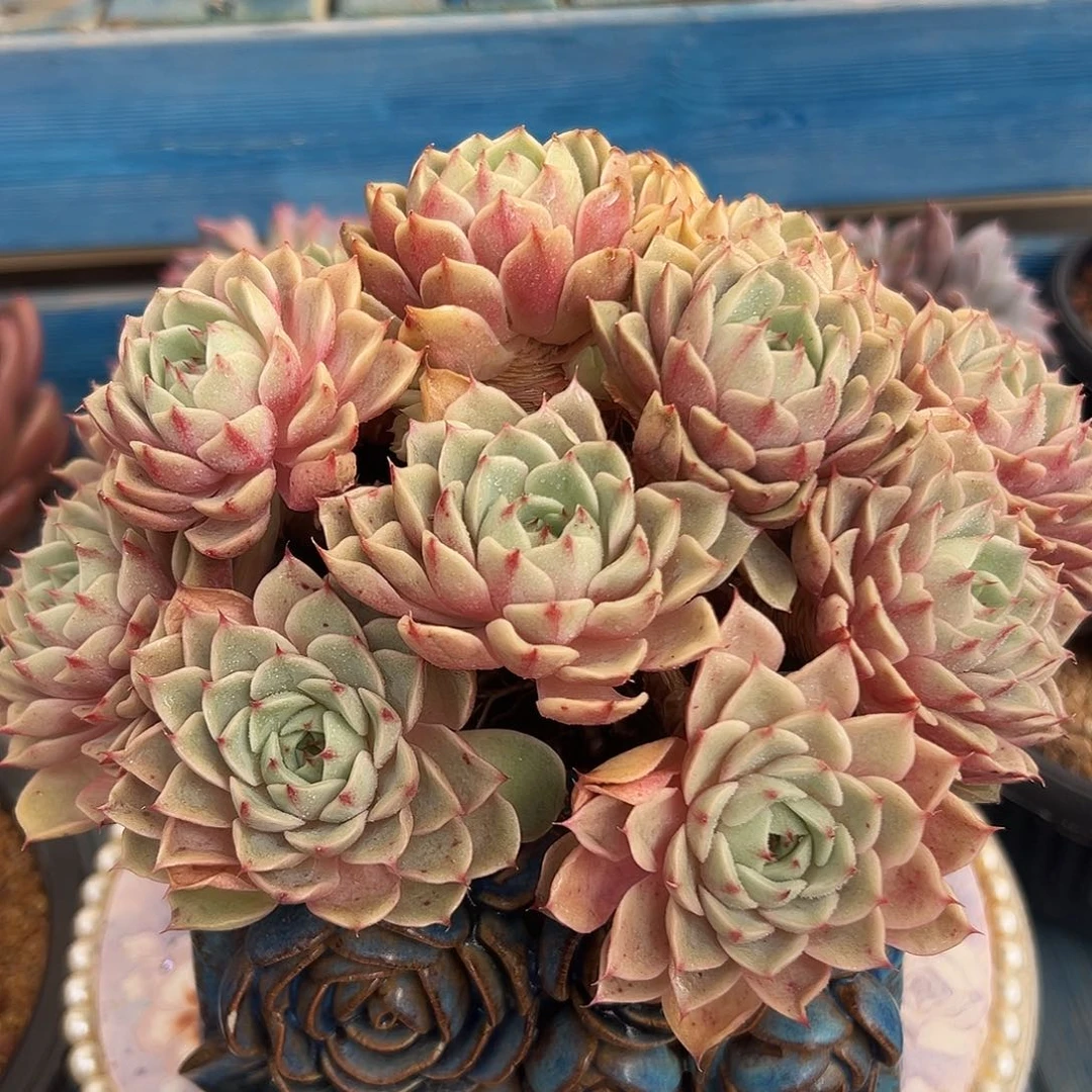 黄金笨吧多肉植物