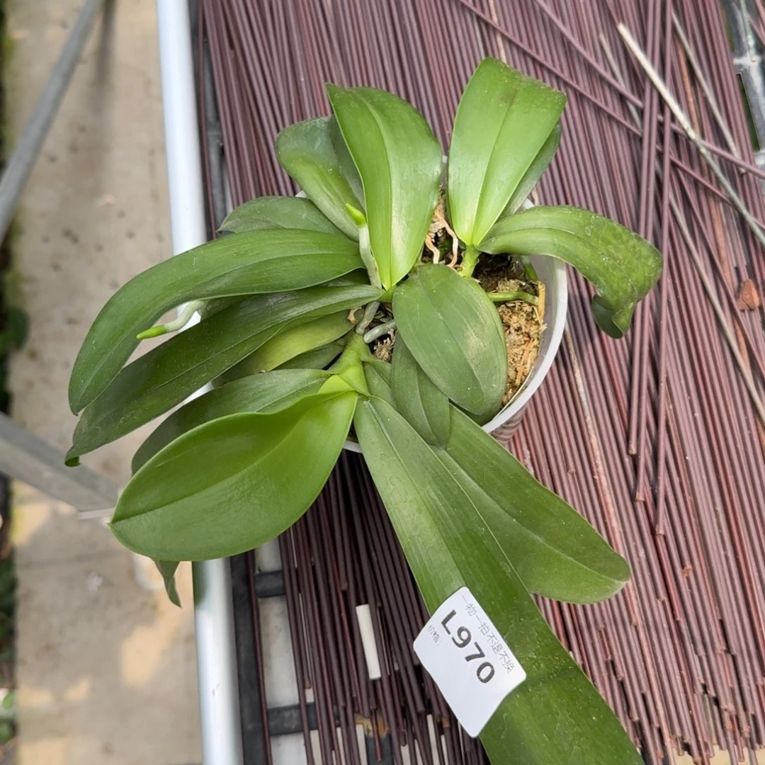 当前无花栽培后可以开花l970 瑕疵3.5荧光路德