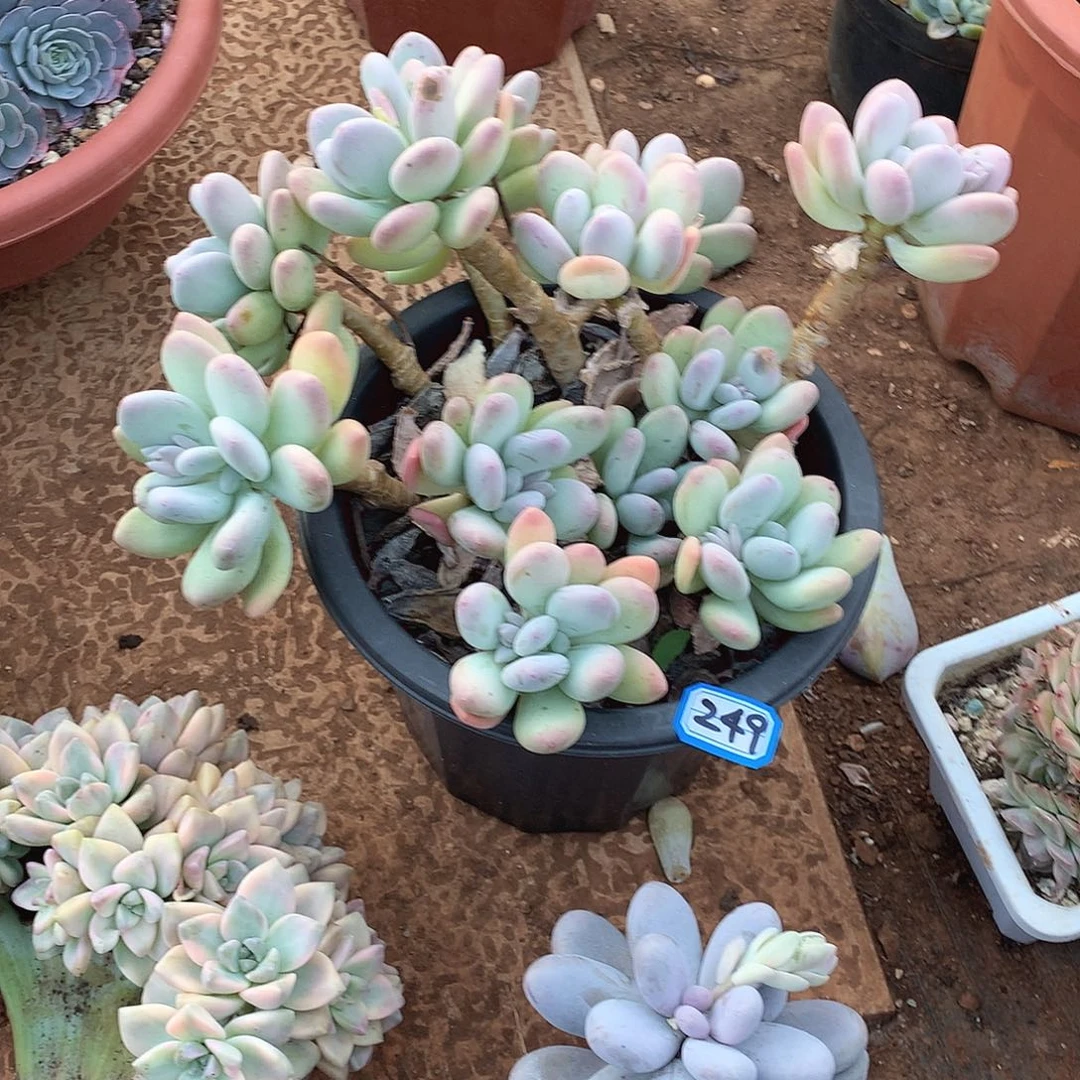 249奶杂 一物一拍多肉