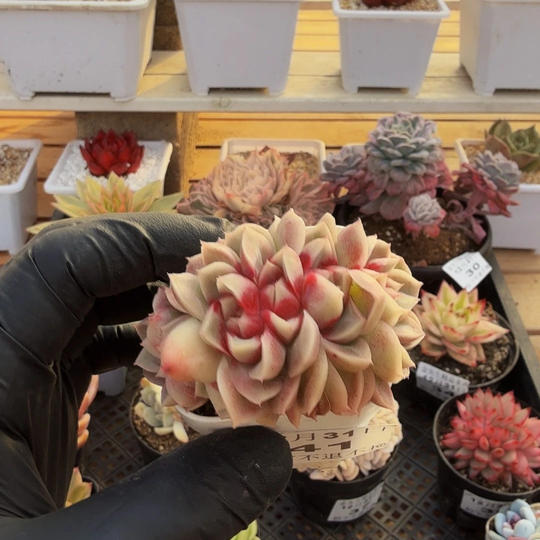 1231-41红杏朵朵缀