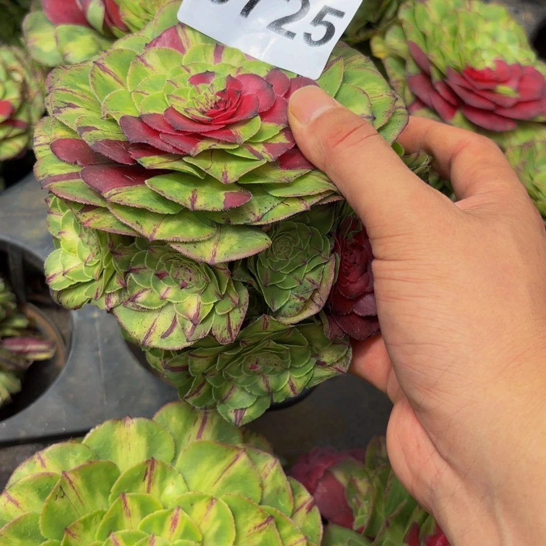 A*a0725多肉植物知否
