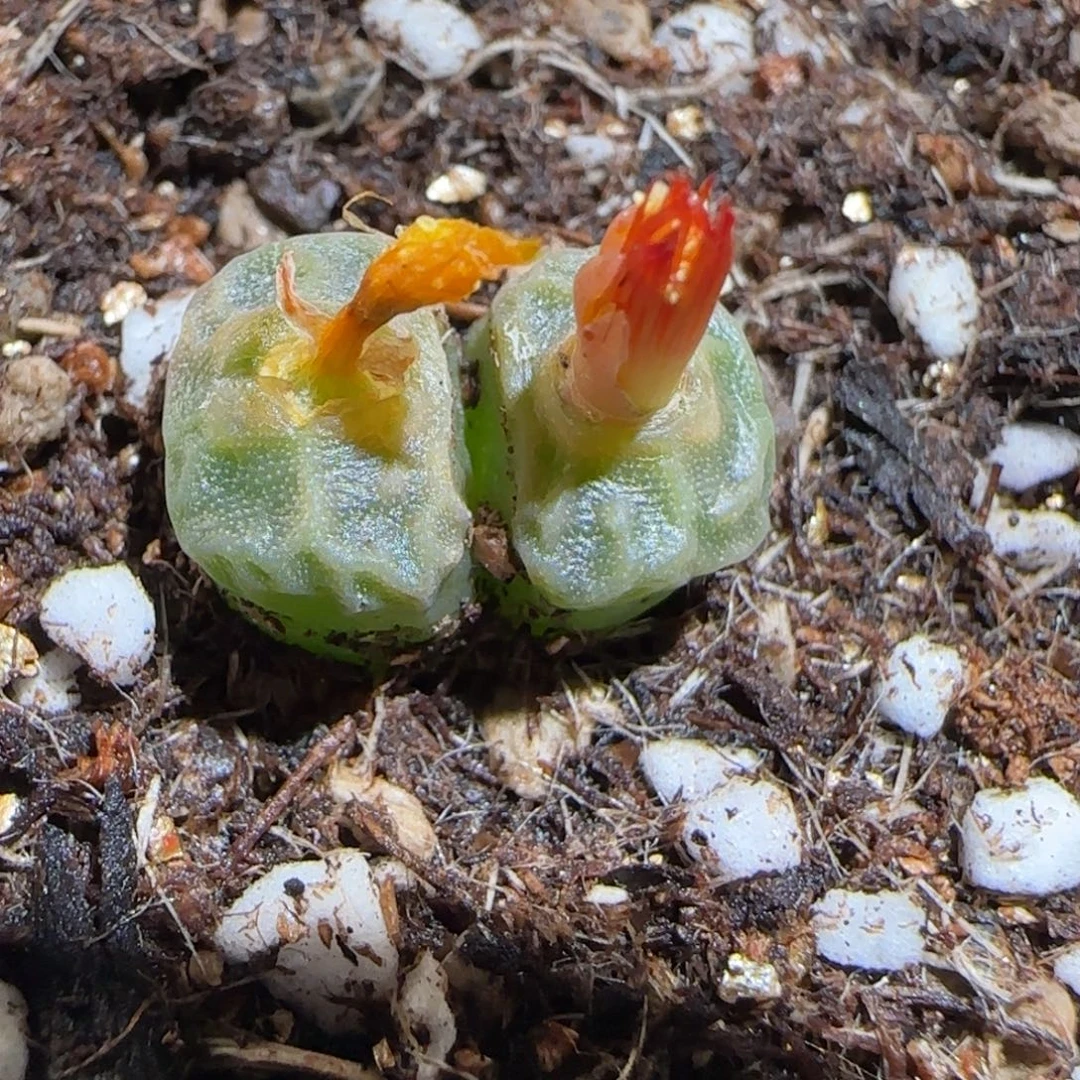 肉锥多肉植物组合-方烧1782