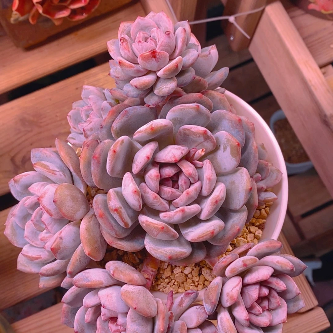 七****呛七个隆冬呛发突尼斯星影