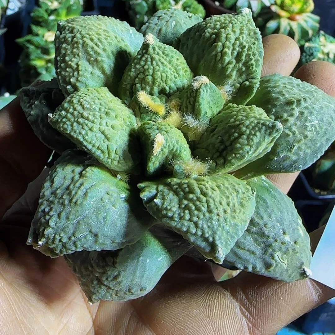 哥斯拉171刚冒根