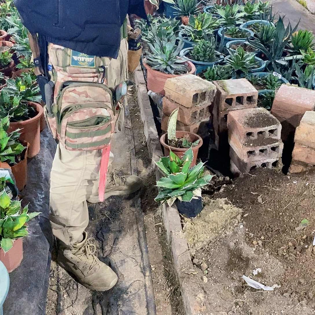 继**力蓝霸王冠幅30公分一颗