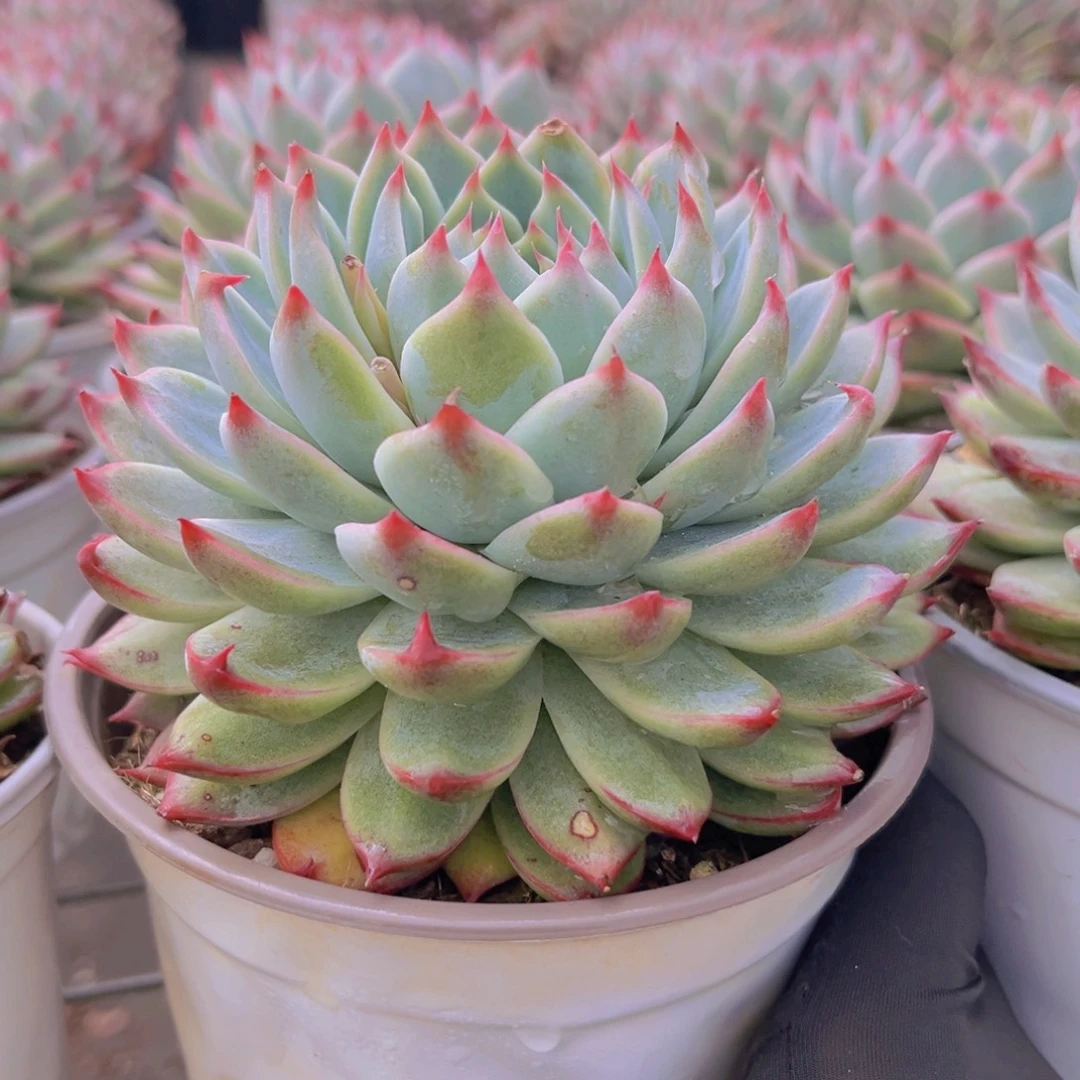 桃夭11.5公分99998888999块