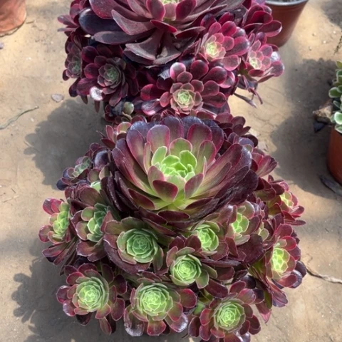 147多肉植物组合