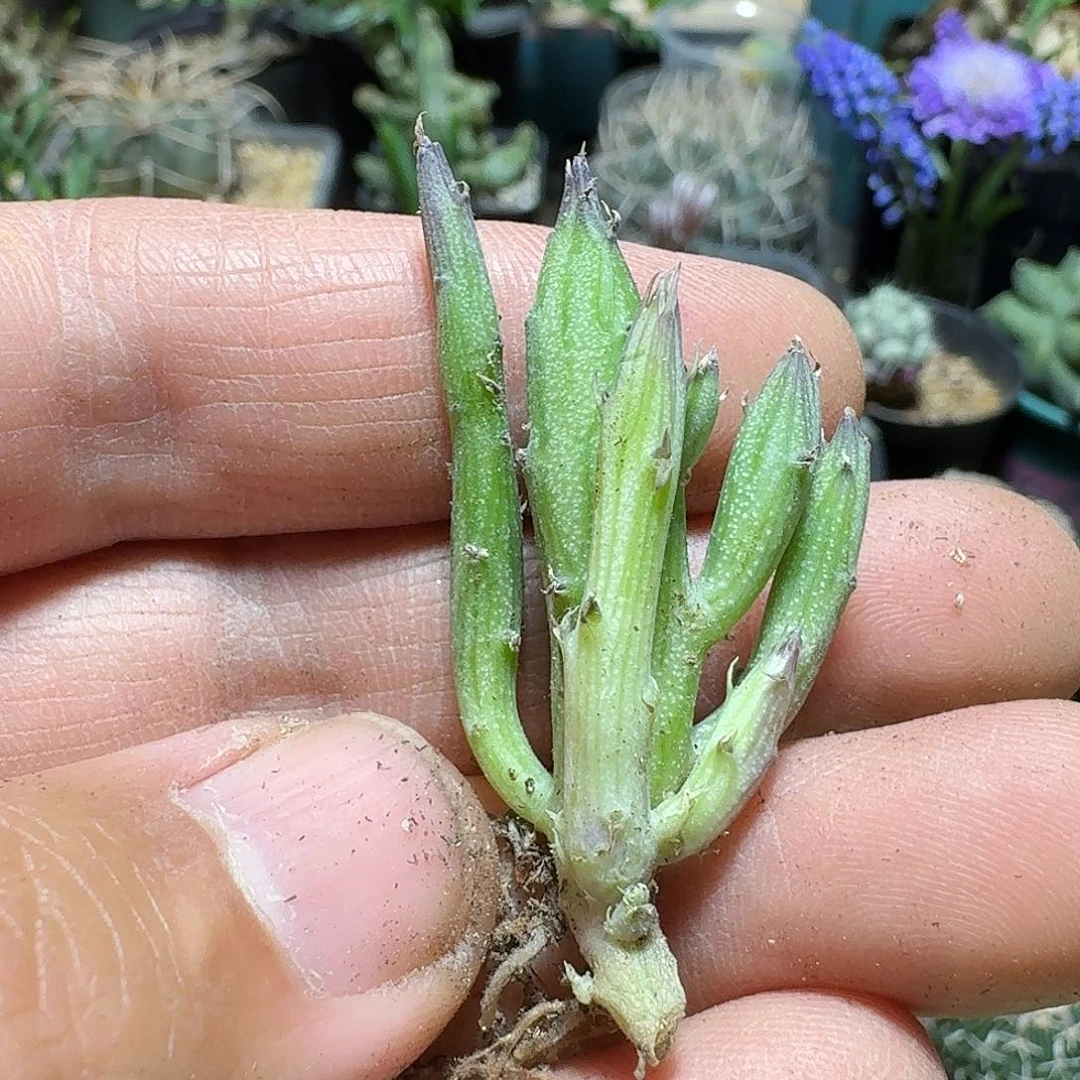 328初鹰脱土发货自根