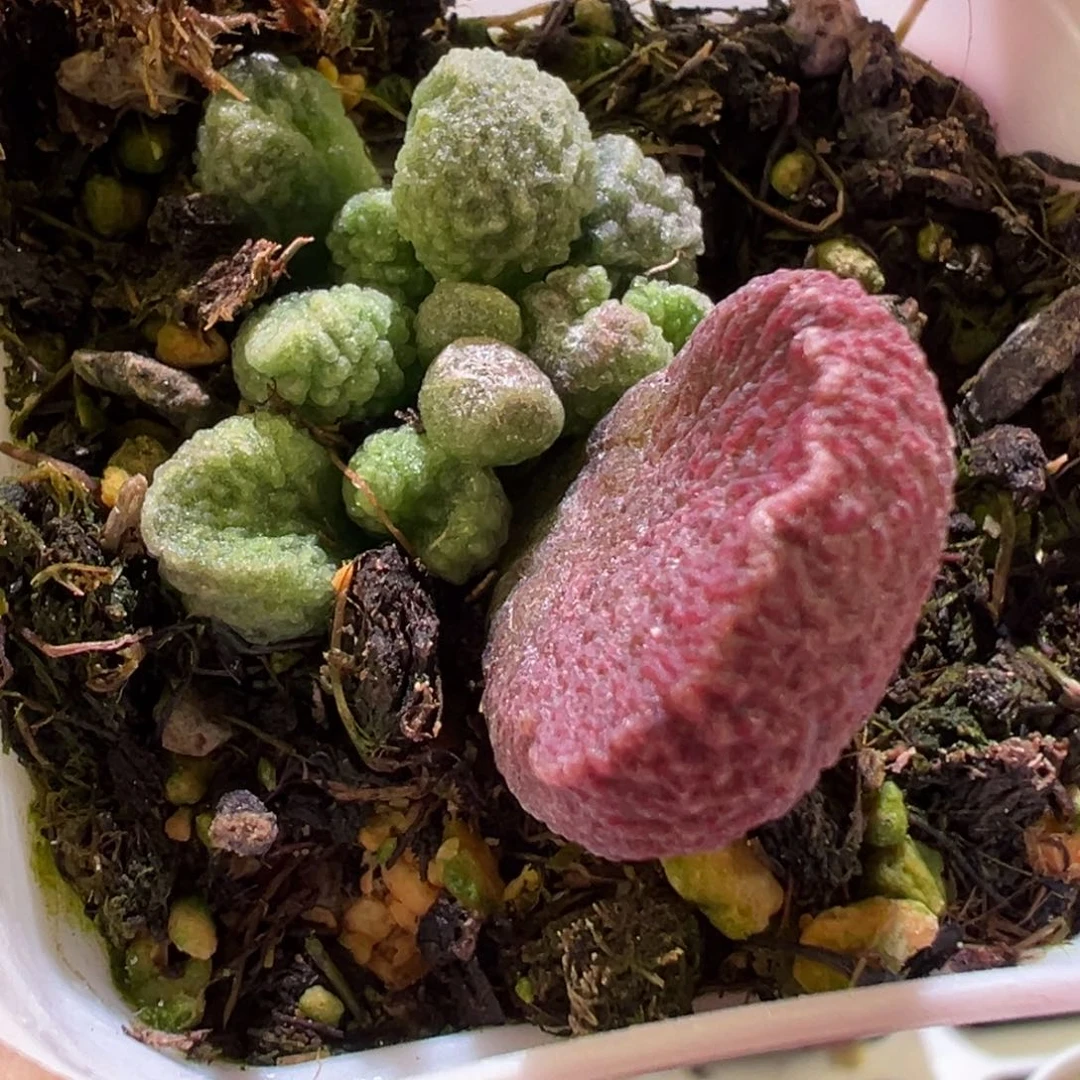 粉色小球款新品多肉植物水泡