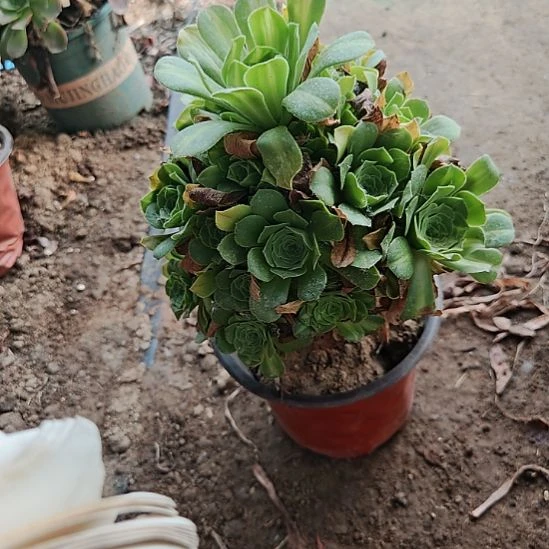 翡翠琉璃法师加急24