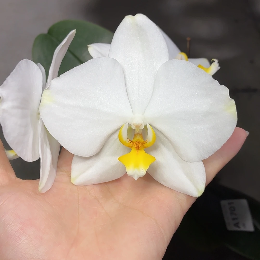 当前无花朵，栽培后可花朵A1701