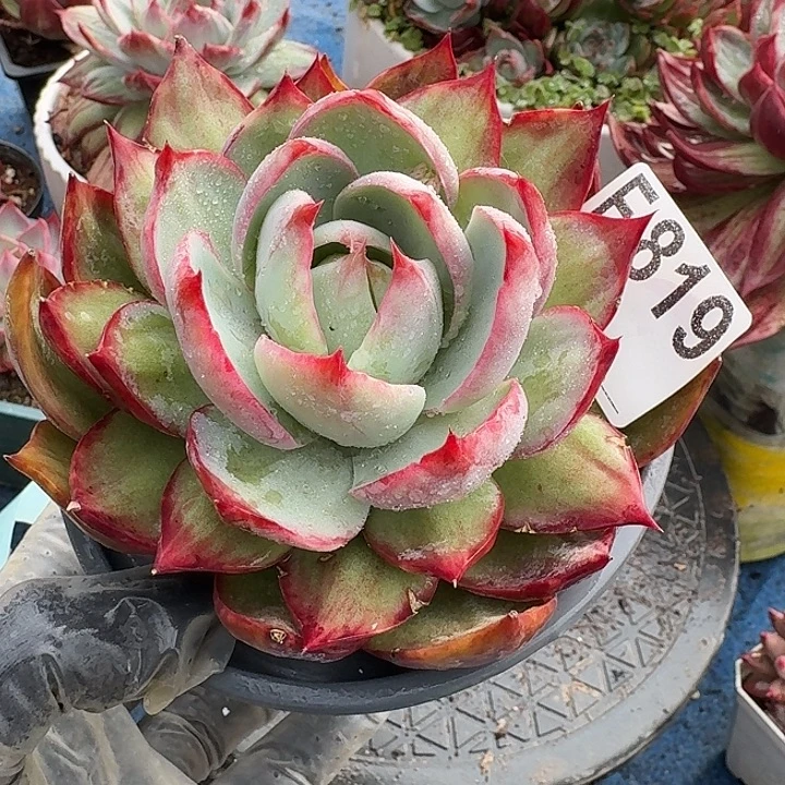 惊鸿惊鸿惊鸿 819............