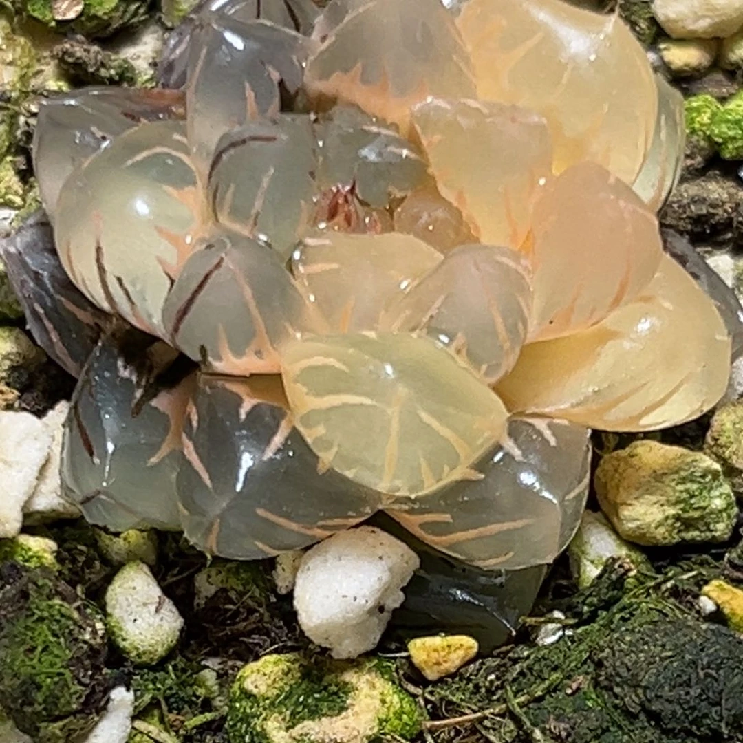 解**田恭喜发财大吉大利526