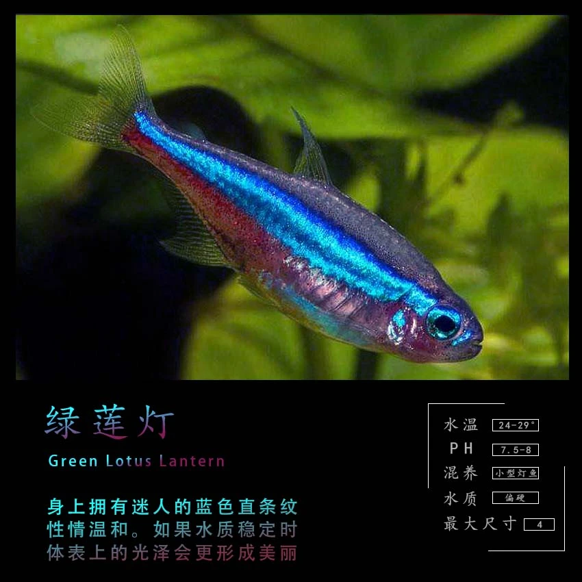 绿莲灯宝莲灯鱼组合明知山有虎观赏鱼