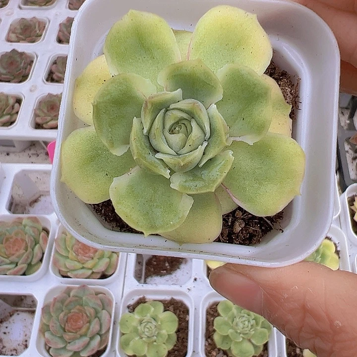 虾饺19包邮多肉植物