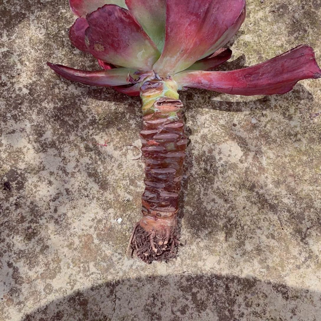 钻石2807一物一拍