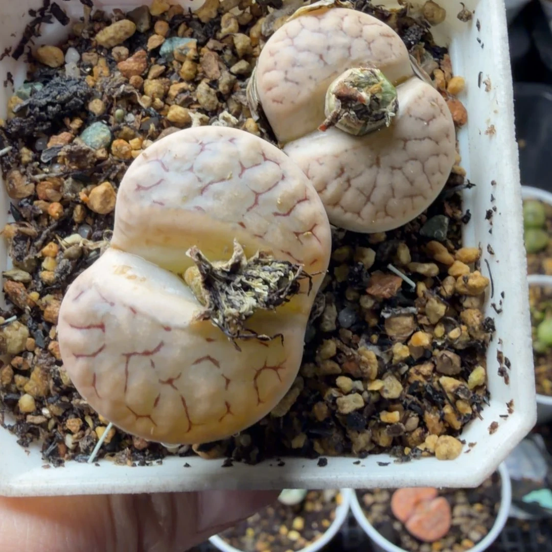 两颗荒母本哈哈哈哈哈哈