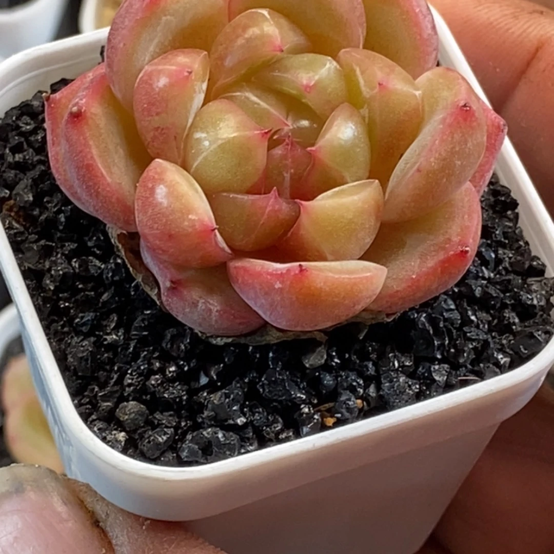 天官赐福百无禁忌