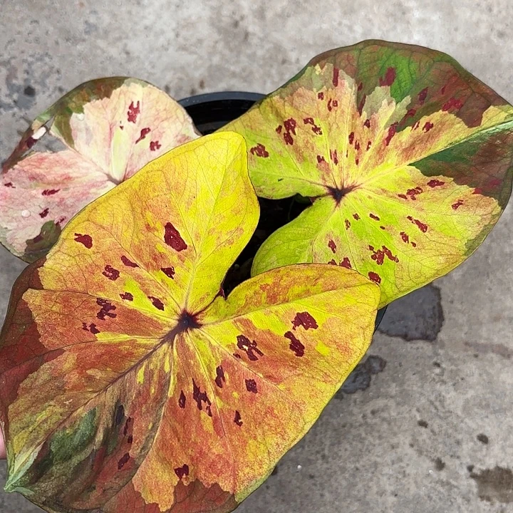 73-1224月光广东现货