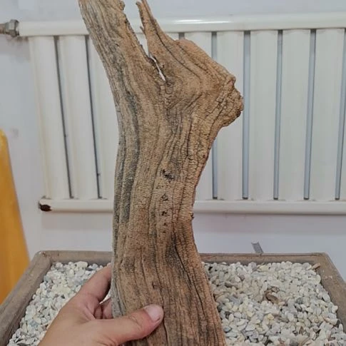 奇***山柏木崖柏根艺根雕天然