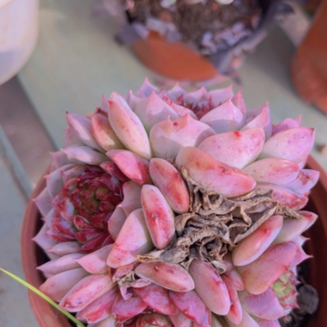 【闪购商品】天鹅绒19110