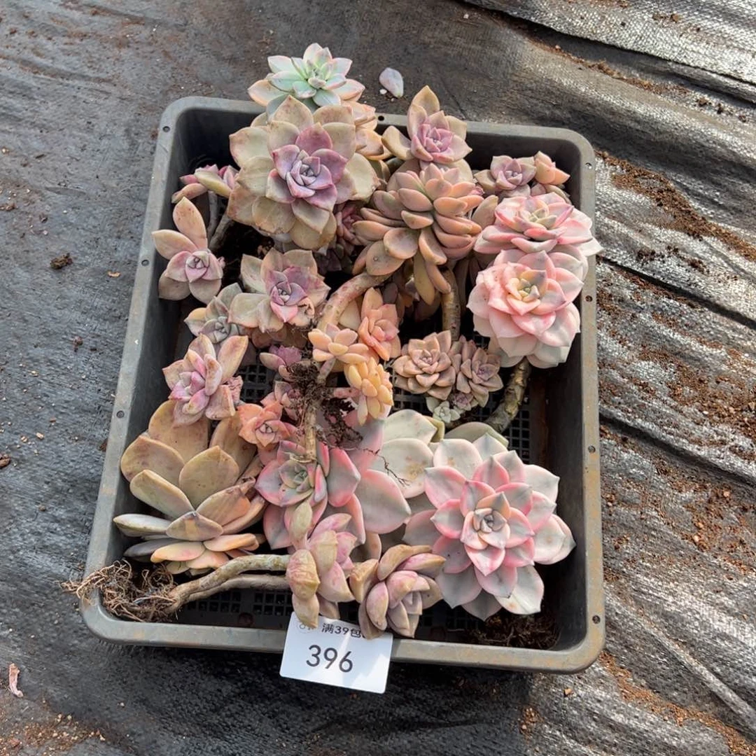 396多肉植物纤维维生素