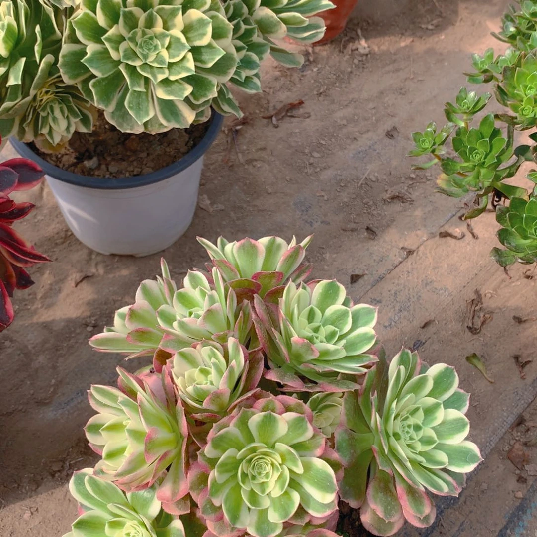 玉姿老桩多肉植物量