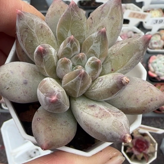 357重楼肉植物多肉