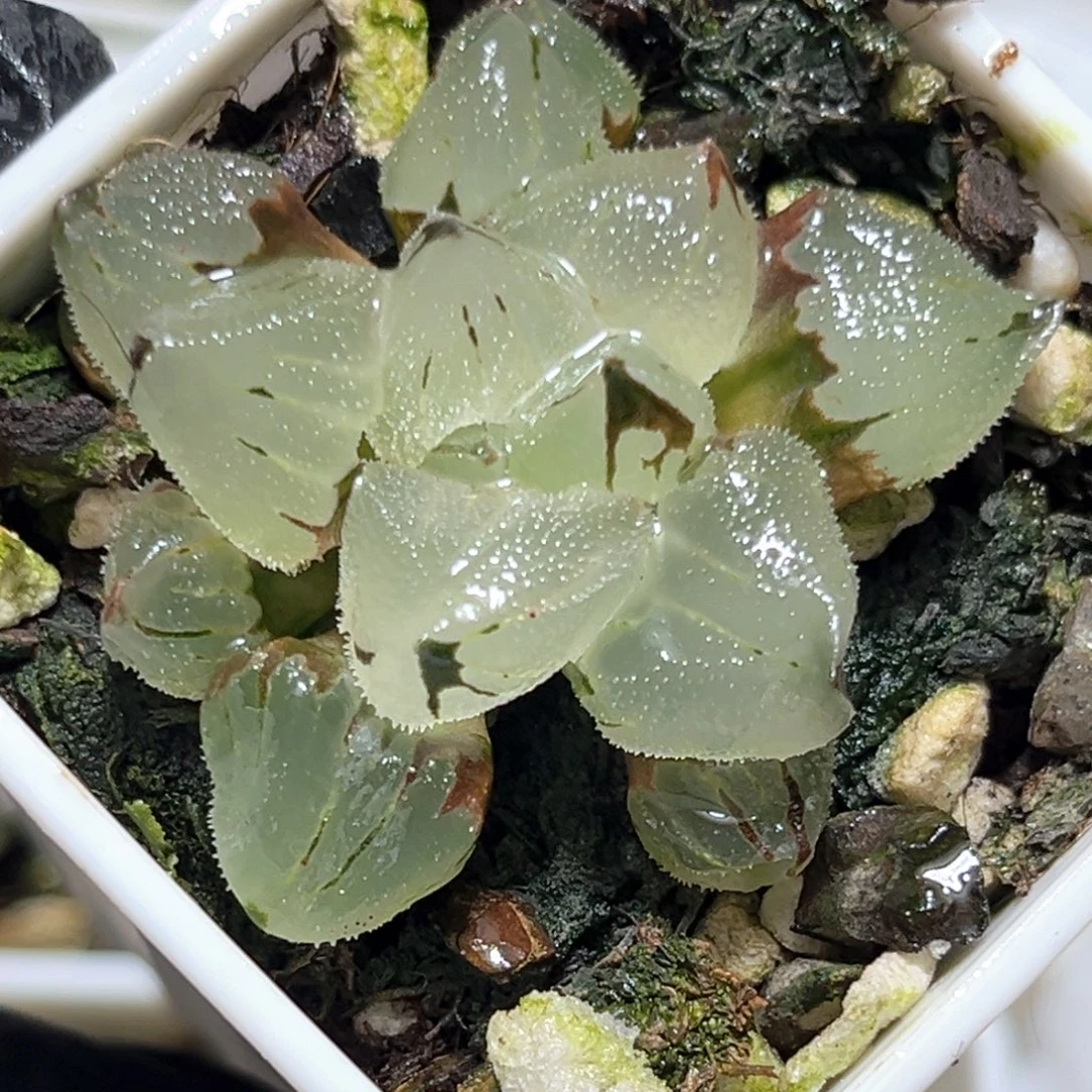 恭喜发财大吉大利3679