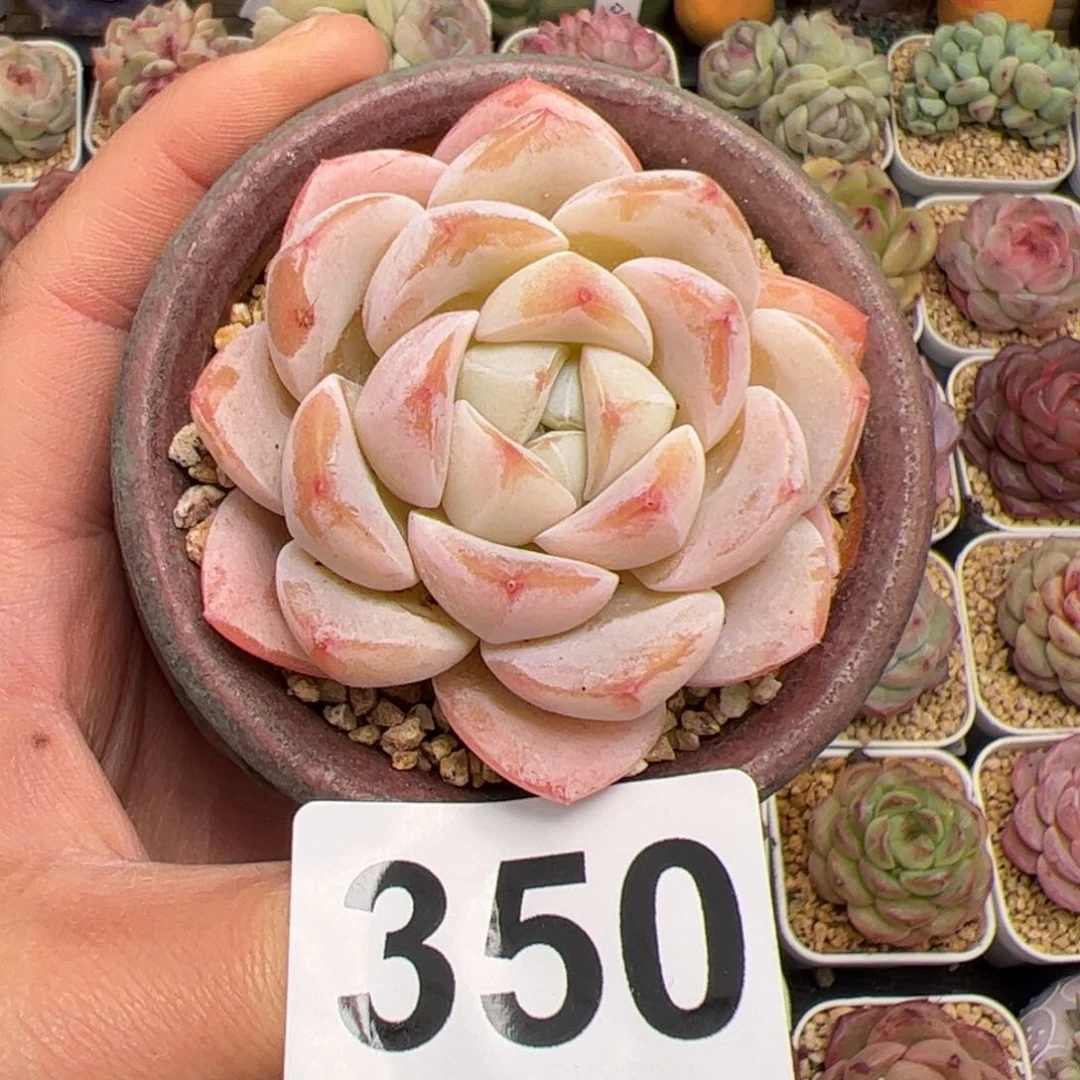 Z**幻350 多肉植物组合盆栽
