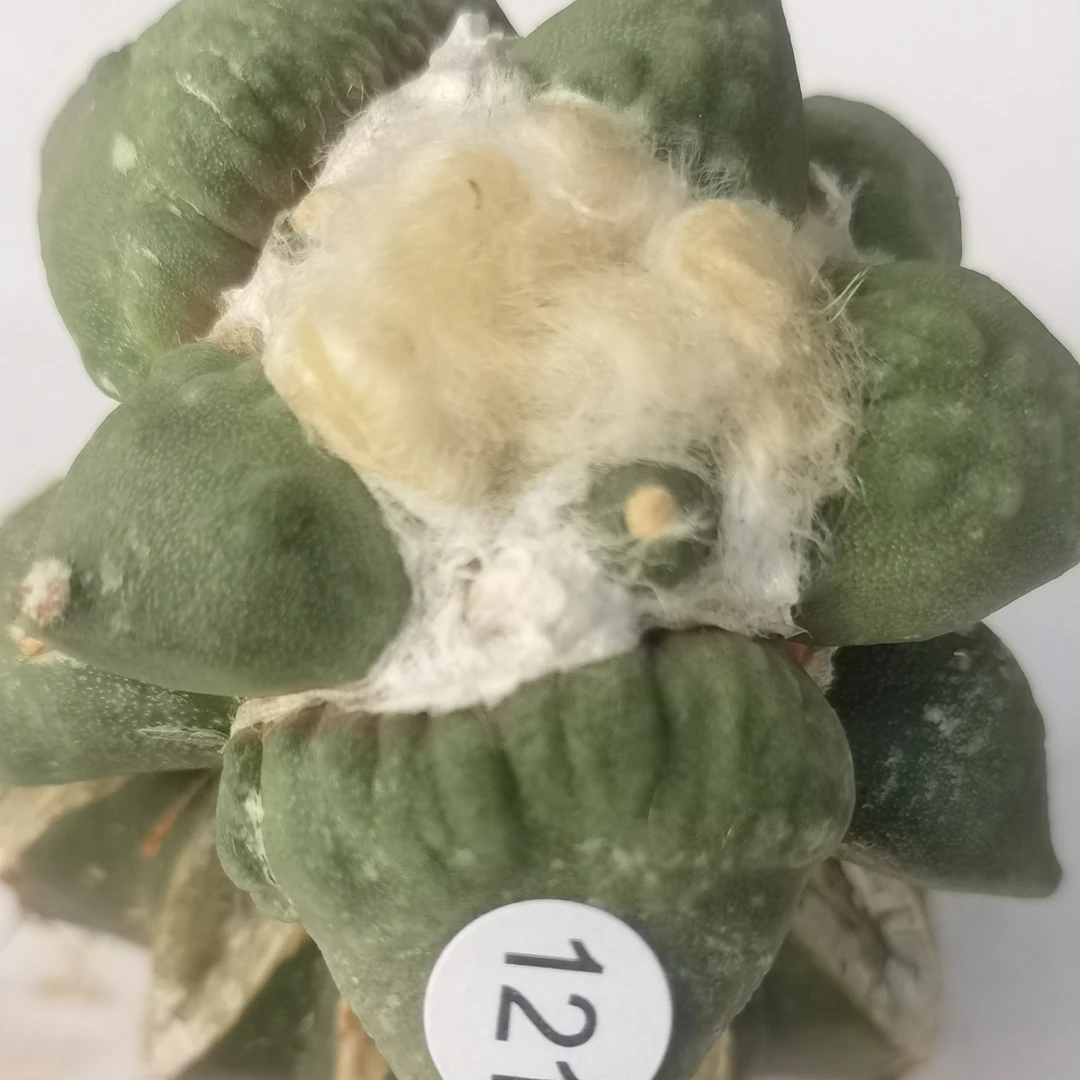 村主怒涛牡丹梦幻仙人球一物一拍 偏远地区不包邮 只包开箱黑腐