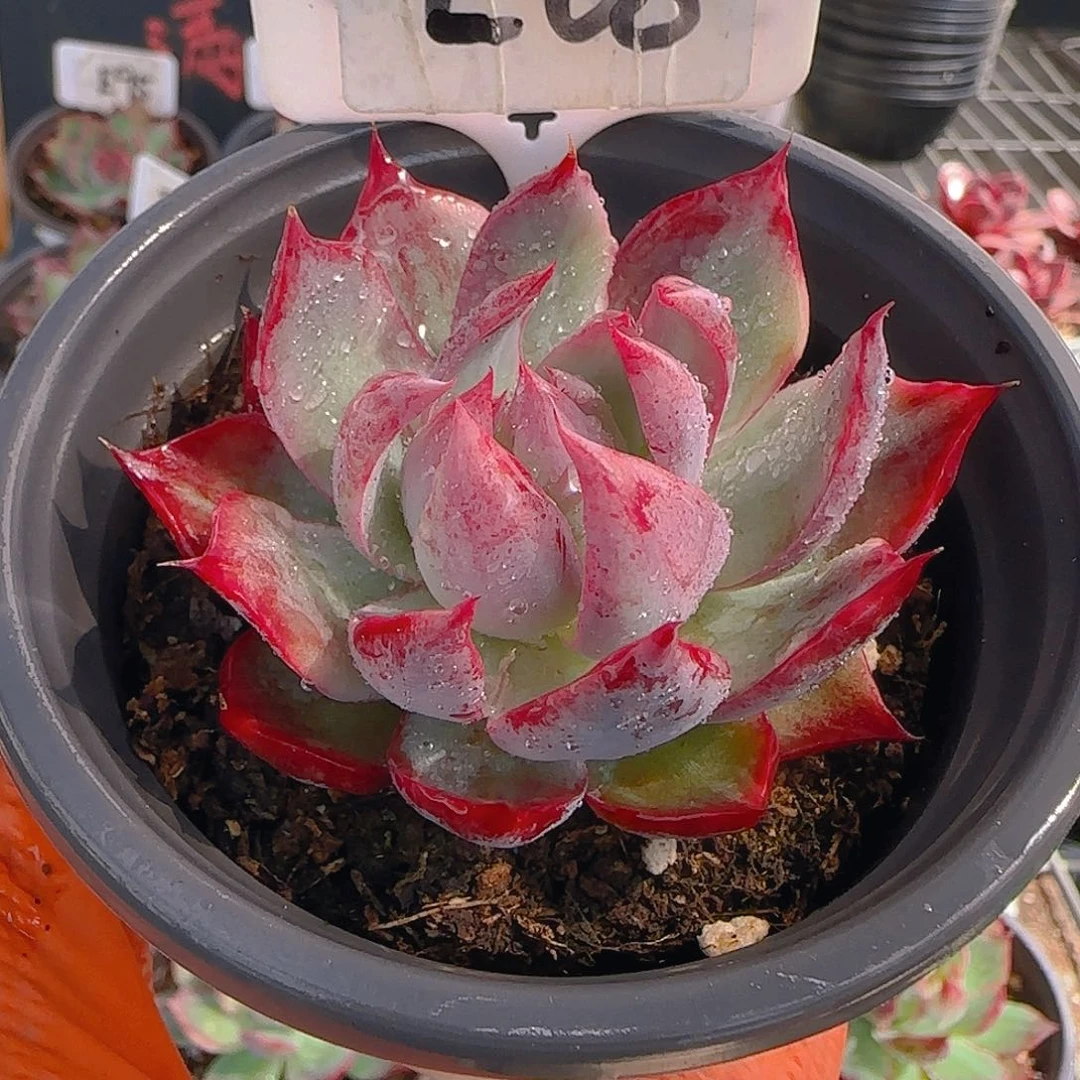 诚****麻E68 惊鸿仙子多肉植物