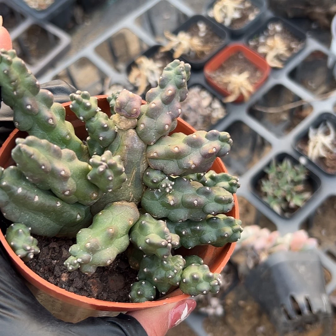 多肉植物多肉植物