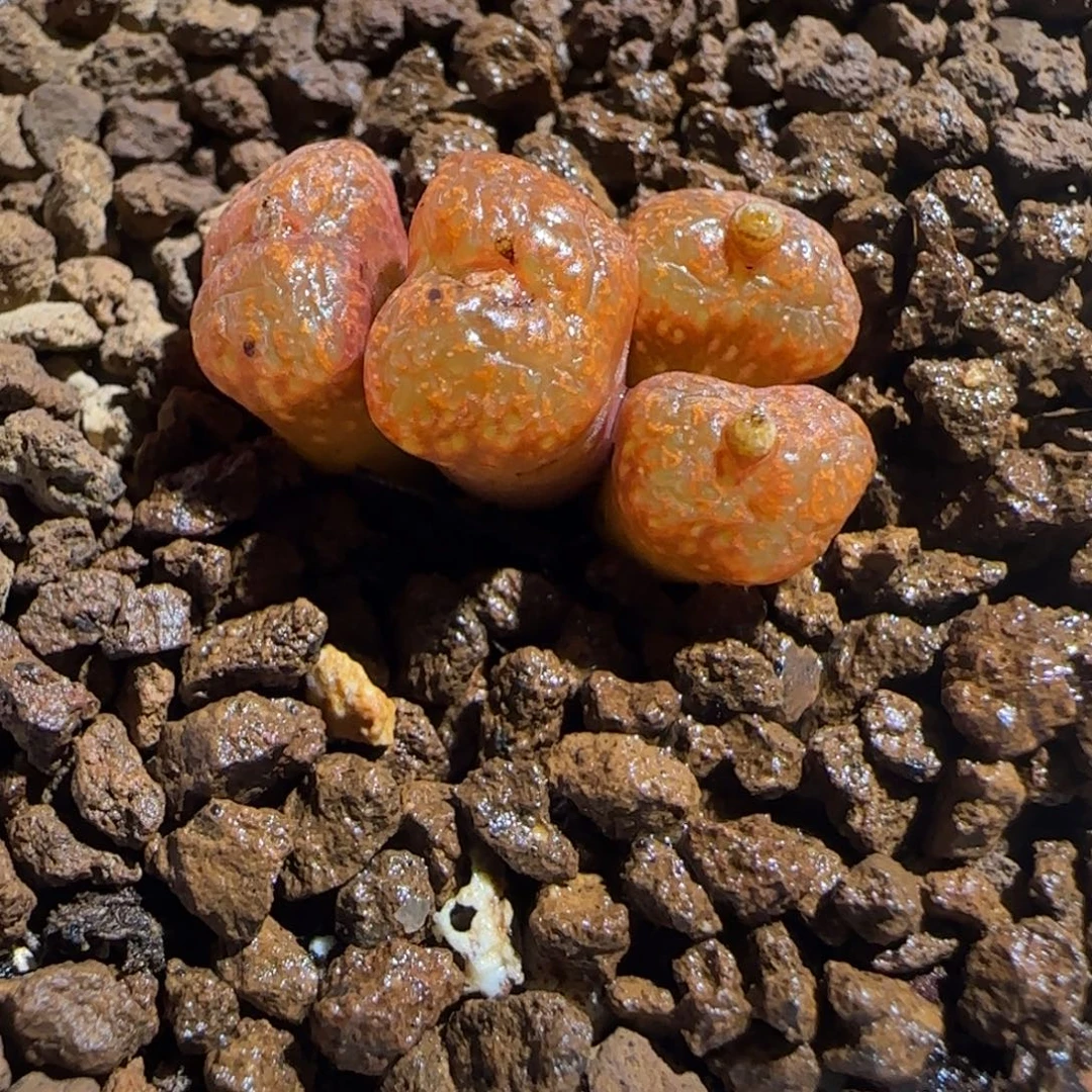 肉锥多肉植物组合-绒面红勋章709