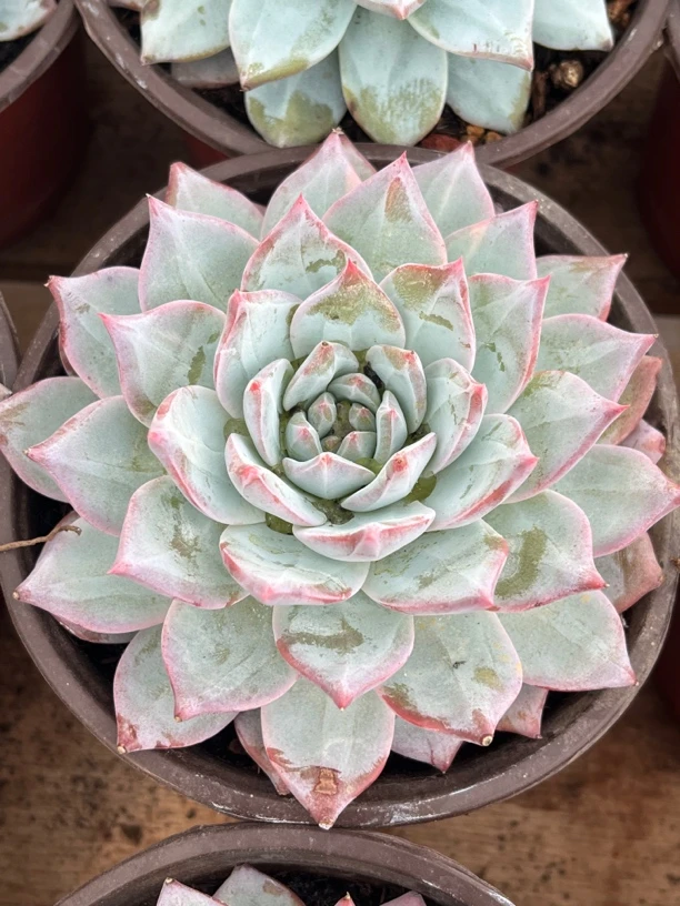 【任意下单即包邮】粉蓝鸟9-10厘米多肉植物，脱土发货