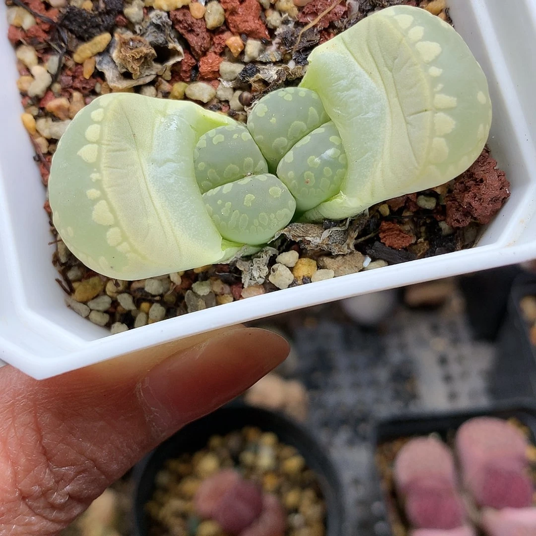 W422多肉植物保护研究所