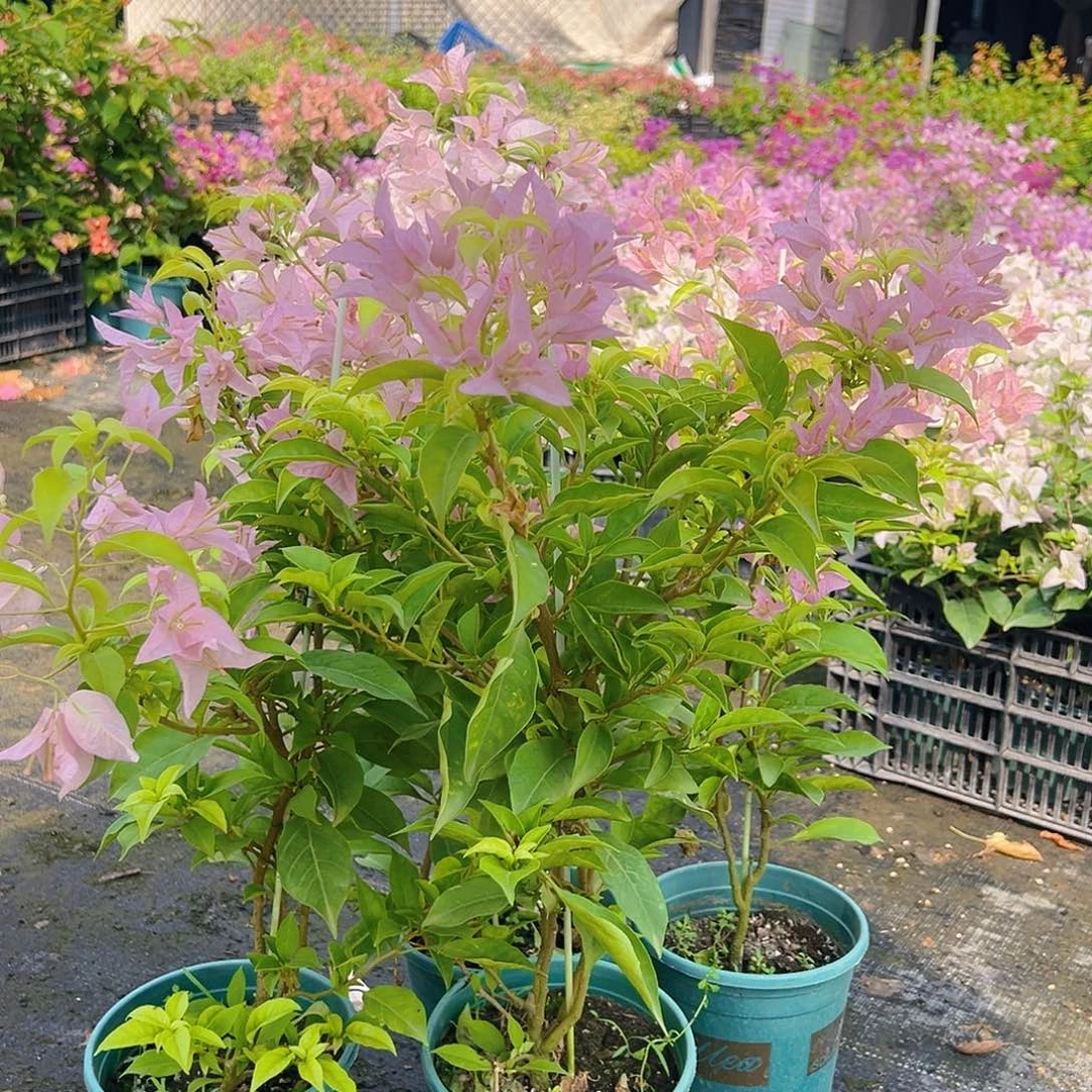 当前无花栽培后可以开花姬小桃带竹一棵