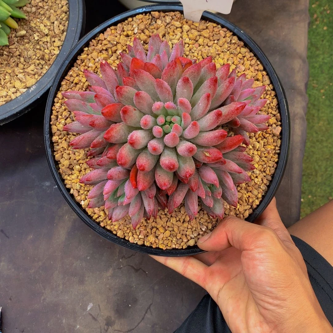 怡***心哈哈哈哈哈哈哈哈哈哈哈哈