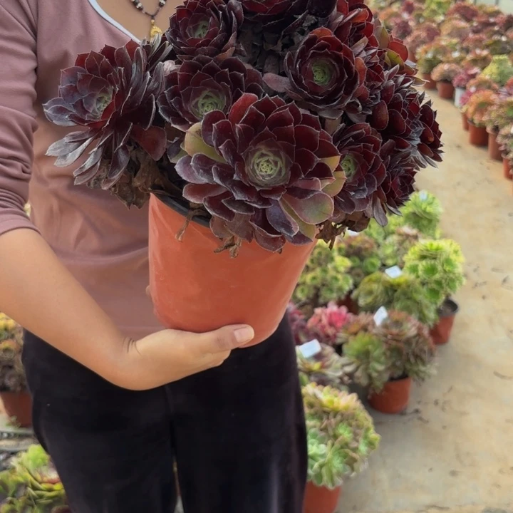 瑞妈多肉植物094黑美人