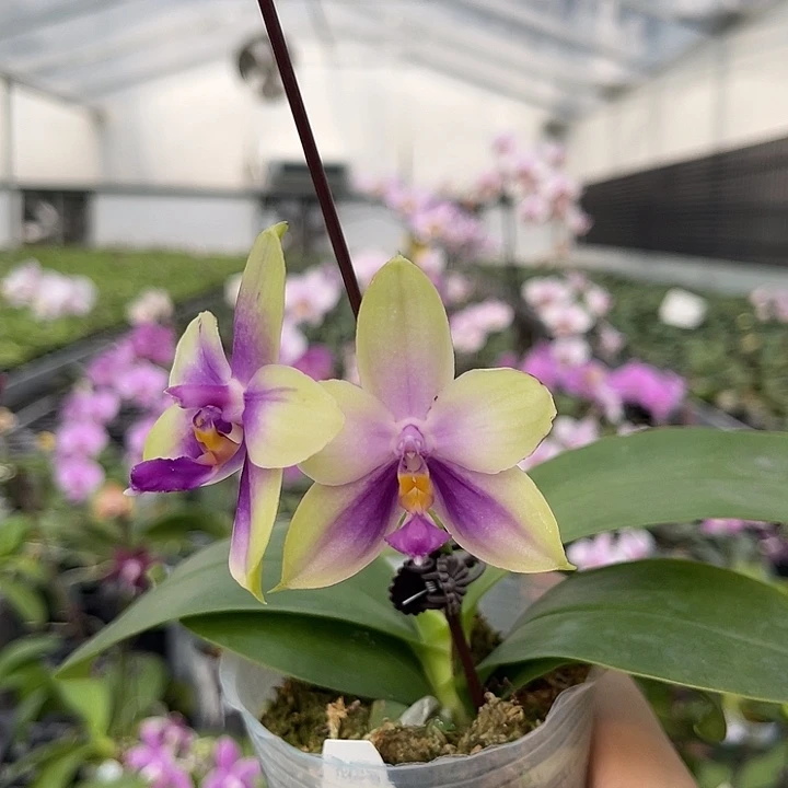 完全开放jg2322  758