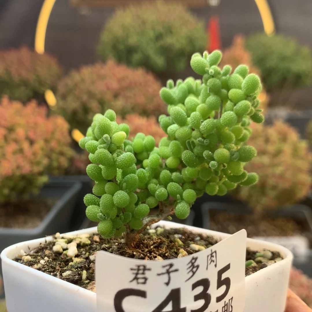 c435蜜橘糖球枝干番杏