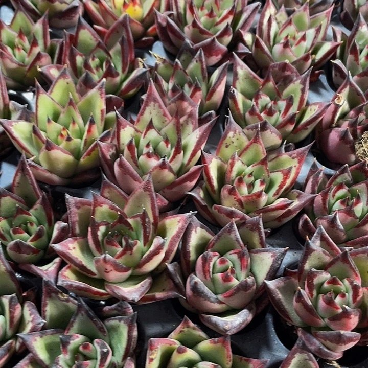 小乌木1元带土发货